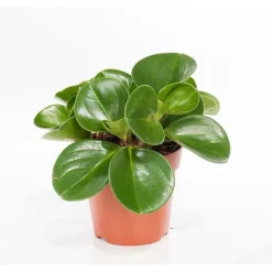 Orchidée Peperomia obtusifolia