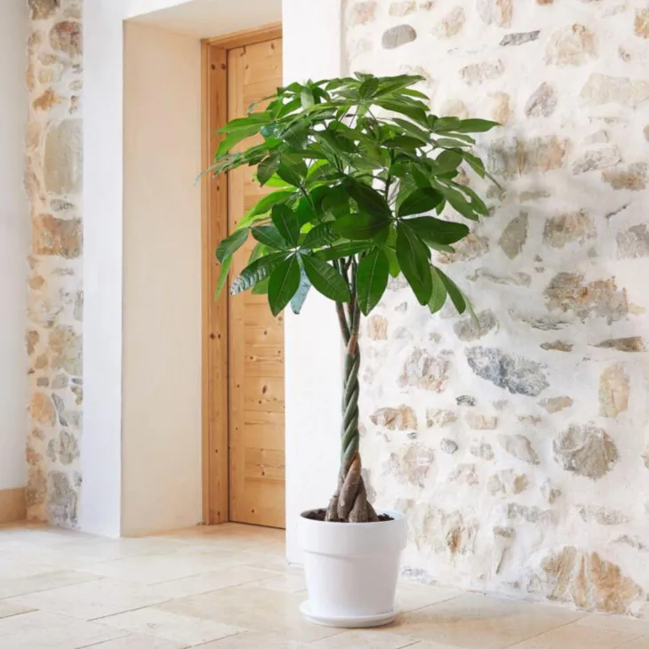 Pachira aquatica vert en pot blanc émaillé botanic®. Le pot Ø 30 cm