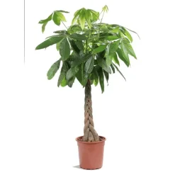 Pachira ou Châtaignier de Guyane Ø24 cm