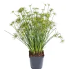 Papyrus - Le pot de 2 litres