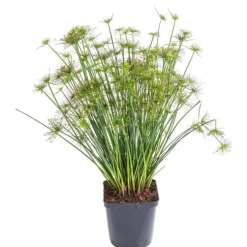 Papyrus - Le pot de 2 litres