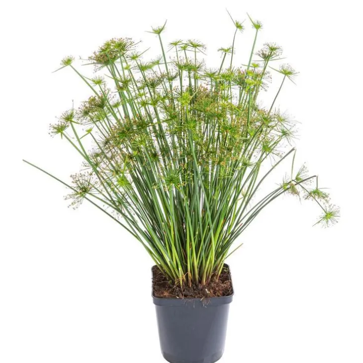 Papyrus - Le pot de 2 litres