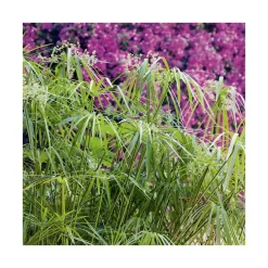 Papyrus en pot de 5 litres