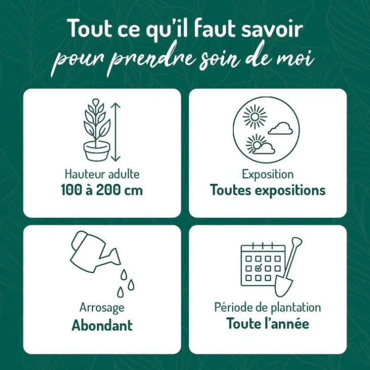 Papyrus en pot de 5 litres