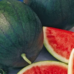 Pastèque Sugar Baby Bio. La barquette de 3 plants
