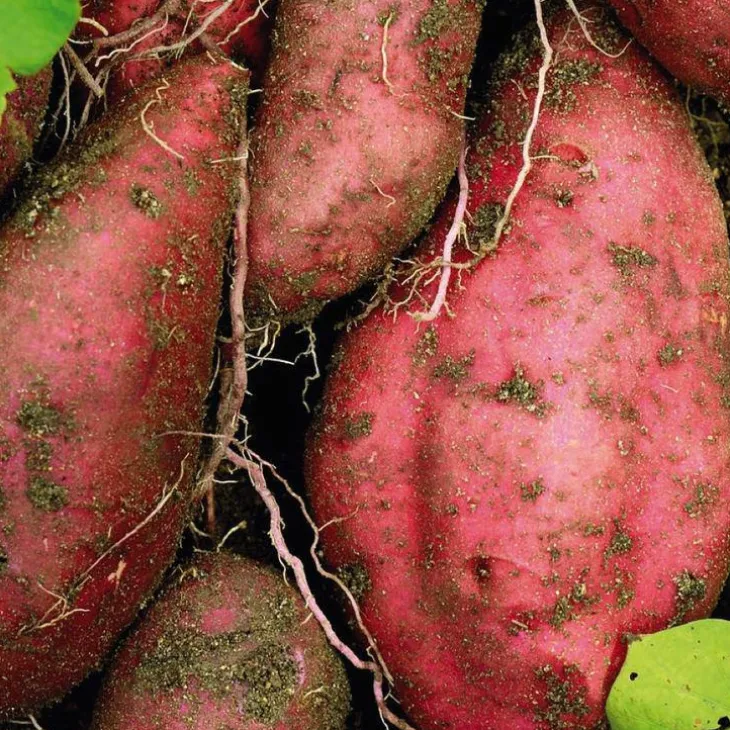 Patate Douce Beauregard Bio. Le pot de 1 litre