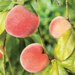 Pecher Amsden. Le pot de 7,5 litres
