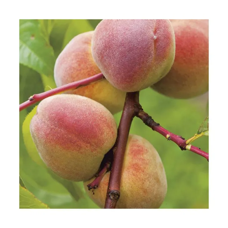 Pecher De Vigne. En racine nue, forme gobelet