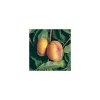 Pecher Jalousia® Ferjalou. En racines nues, forme 1/2 tige