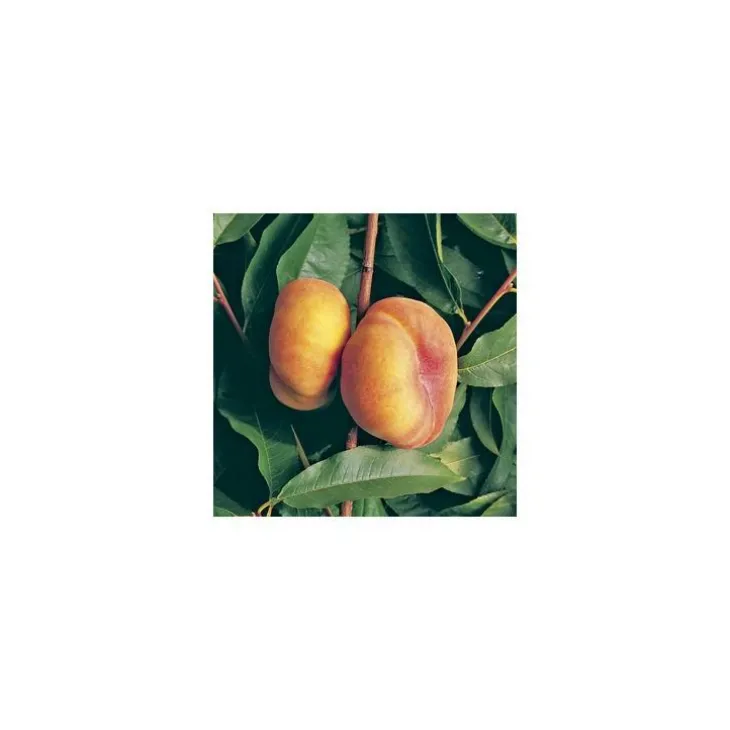 Pecher Jalousia® Ferjalou. En racines nues, forme 1/2 tige
