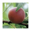 Pecher Redwing. Le pot de 12 litres, forme gobelet