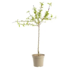Pecher Reine Des Vergers. Le pot de 12 litres, forme gobelet