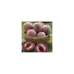 Pecher Sanguine De Savoie. En racine nue, forme gobelet