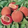 Pecher Sanguine. Le pot de 15 litres