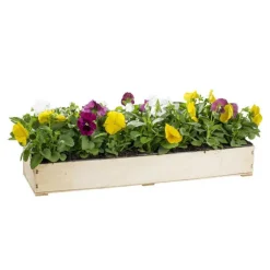 Pensée à grandes fleurs - La cagette de 14 plants