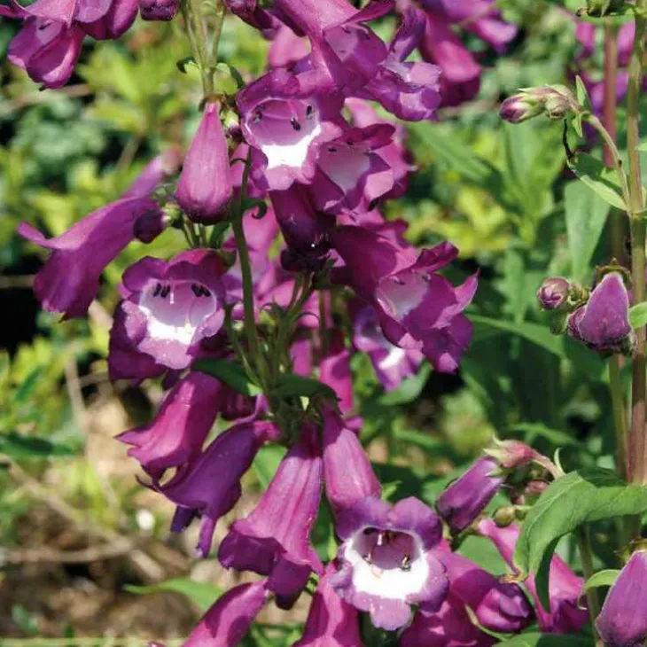 Penstemon violet Gorge blanche - Le pot de 9 x 9 cm