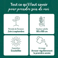 Penstemon violet Gorge blanche - Le pot de 9 x 9 cm