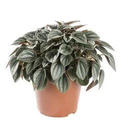 PEPEROMIA NAPOLI NIGHTS