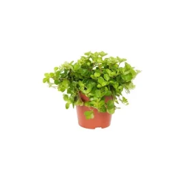 Peperomia rotundifolia