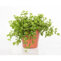 Peperomia rotundifolia 25 cm. Le pot de 15 cm
