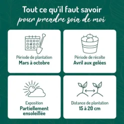 Persil Frise Bio. Le pot de 2,5 litres