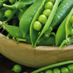 Petit Pois Maestro Bio. La barquette de 3 plants