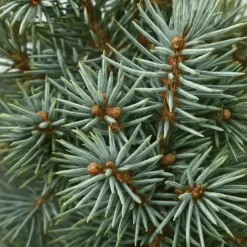 Petit sapin naturel épicéa Picea Pungens Super Blue. Le pot de 5 litres