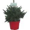 Petit sapin naturel épicéa Picea Pungens Super Blue. Le pot de 3 litres