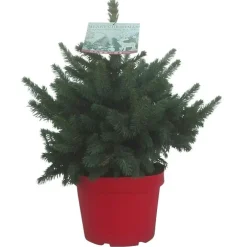 Petit sapin naturel épicéa Picea Pungens Super Blue. Le pot de 3 litres