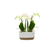 Phalaenopsis 2 branches jardinière Ø9 x 22 cm