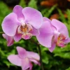 Phalaenopsis Balletto blanc botanic® - Pot Ø12 cm