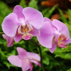 Phalaenopsis bijoux diamond 2 branches botanic® - Pot de 15 cm