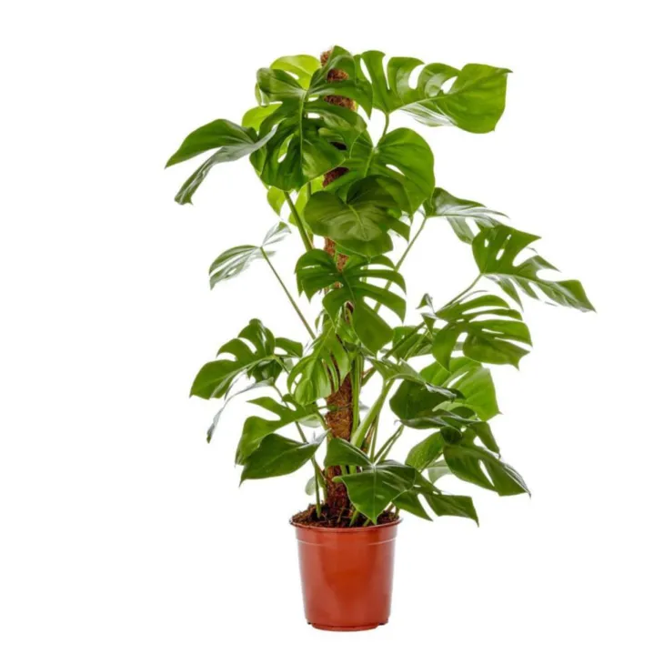 Philodendron
