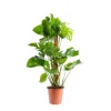 Philodendron Monstera Deliciosa pot plastique Ø19xH85 cm
