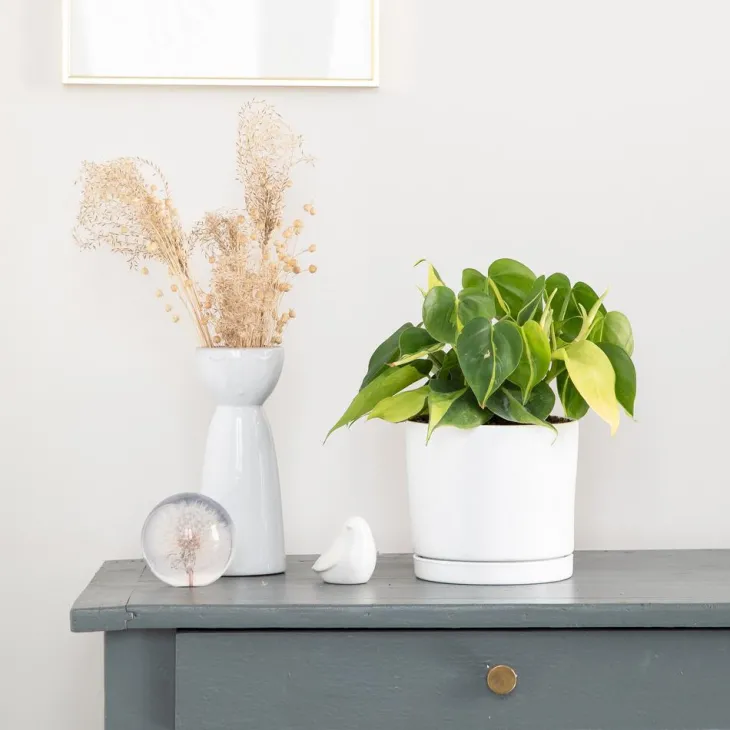 Philodendron scandens Brazil vert en pot blanc émaillé botanic®. Le pot Ø 15 cm