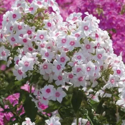Phlox Paniculata Rose Vif - Le pot de 9 x 9 cm