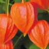 Physalis Amour En Cage - Le pot de 9 x 9 cm