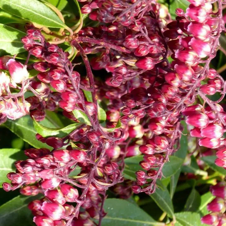 Pieris – Pot de 2L