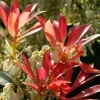 Pieris Japonica – Pot de 7L