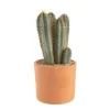 Pilosocereus azureus en pot terre cuite H 10 x Ø 20 cm