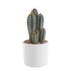 Pilosocereus azureus en pot blanc émaillé H 20 x Ø 20 cm