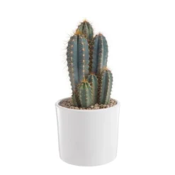 Pilosocereus azureus en pot blanc émaillé H 20 x Ø 20 cm