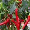 Piment De Cayenne Bio. La barquette de 3 plants