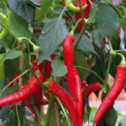 Piment De Cayenne Bio. La barquette de 3 plants
