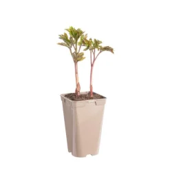 Pivoine Karl Rosenfield - Le pot de 2 litres