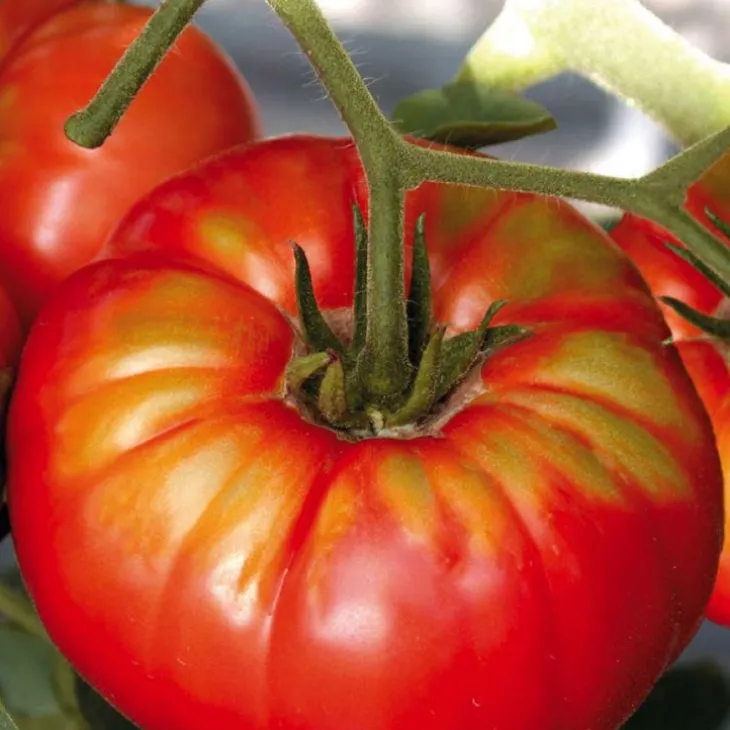Plant Greffé De Tomate Ronde Buffalo Steak Bio. Le pot de 9x9 cm