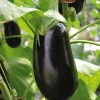 Plant Greffe Aubergine Demi Longue Flavine Bio. Le pot de 1 litre