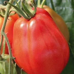 Plant Greffe Tomate Côtelee Corazon Bio. Le pot de 1 litre
