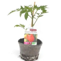 Plant Greffe Tomate Côtelee Corazon Bio. Le pot de 1 litre