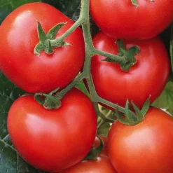 Plant Greffe Tomate Ronde En Grappe Giolice Bio. Le pot de 1 litre